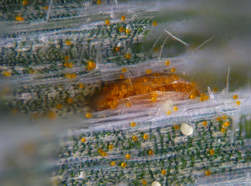 Puccinia sp. su Holcus lanatus